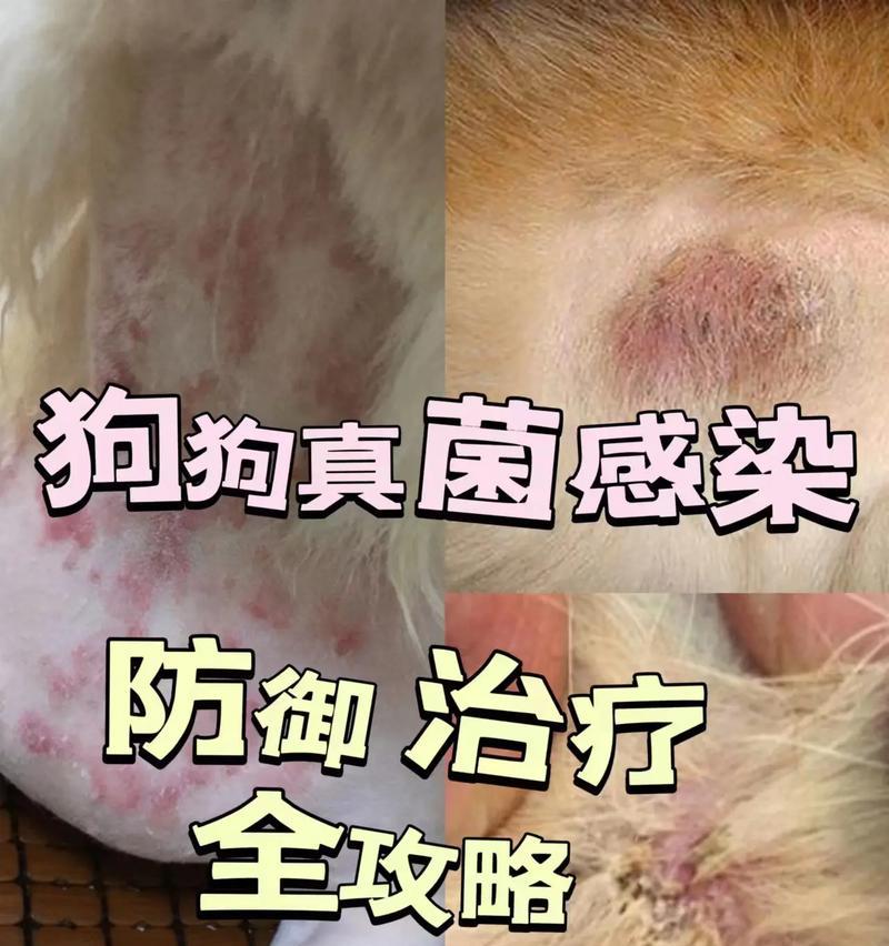 宠物狗真菌感染严重吗？有什么有效的治疗方法？
