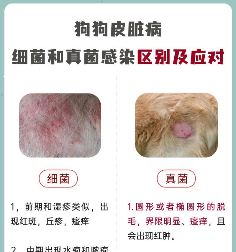 宠物狗真菌感染严重吗？有什么有效的治疗方法？