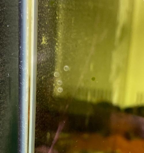 鱼缸水霉药后水质浑浊怎么处理？