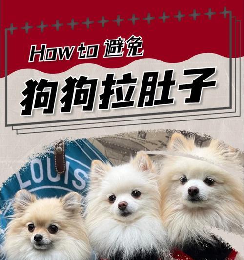 博美犬拉肚子呕吐怎么办？适合的食物和治疗方法有哪些？