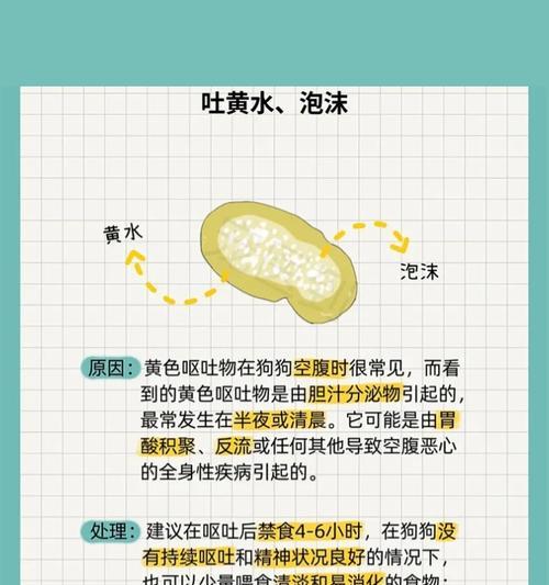 博美犬拉肚子呕吐怎么办？适合的食物和治疗方法有哪些？