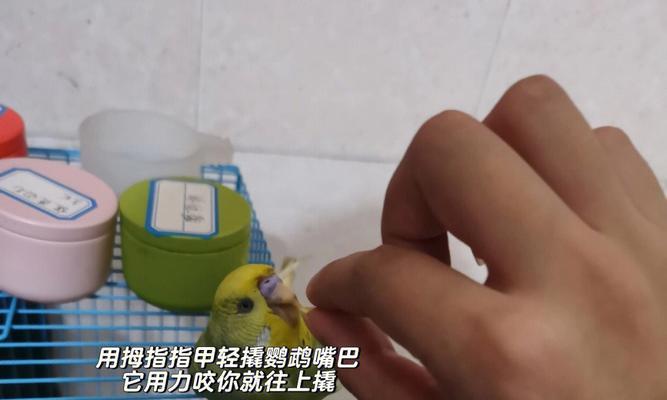 鹦鹉咬人后怎么安抚？怎样防止再次发生？
