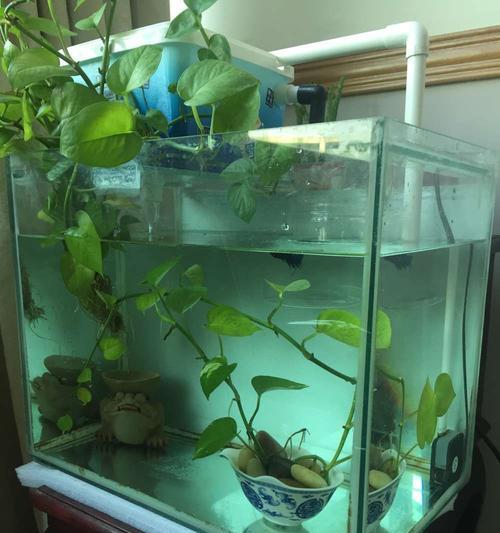 锦鲤咬草金尾巴怎么处理？有哪些有效的小妙招？
