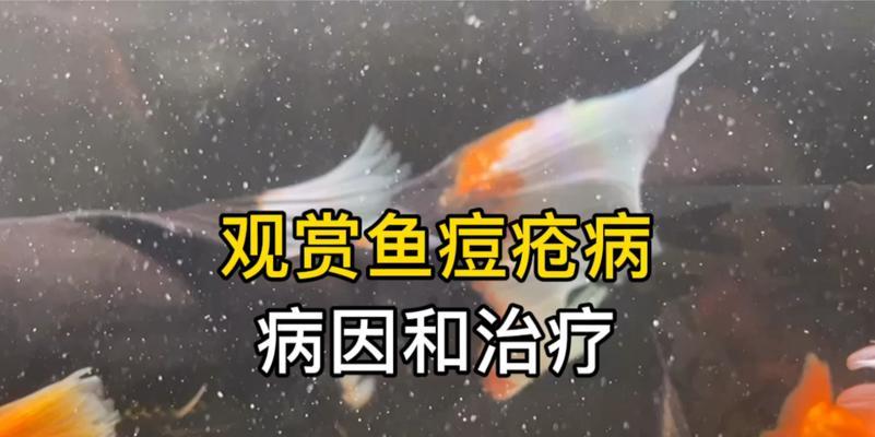 鱼皮肤白点问题如何处理？推荐的药物治疗是什么？
