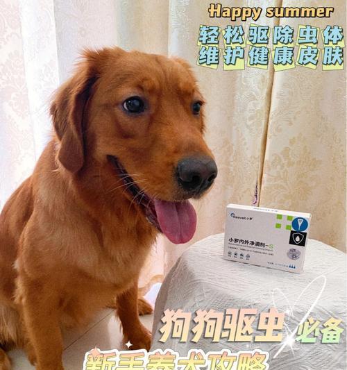 养宠物狗有病菌嘛怎么办小妙招？如何保持家中卫生？