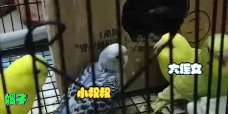 虎皮鹦鹉欺负新鹦鹉的调解方法是什么？