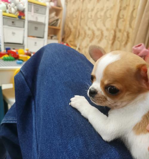 吉娃娃眼睛突出，这是疾病的表现吗？