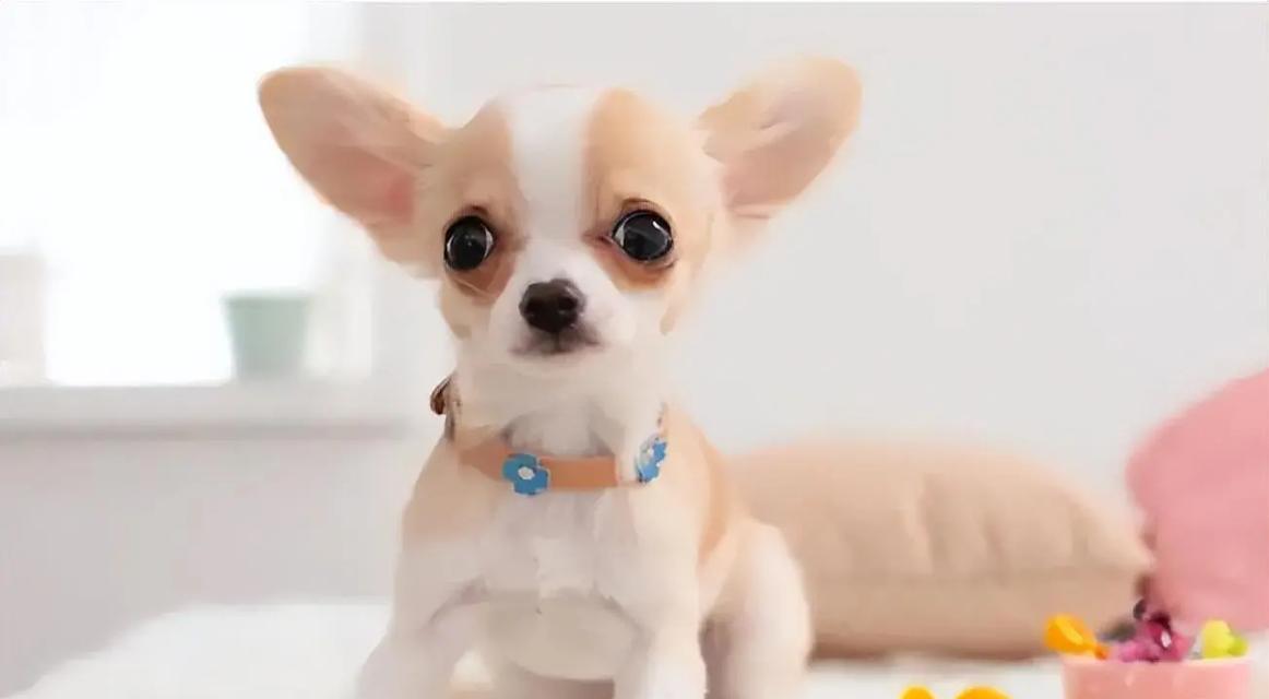 吉娃娃突然停止呼吸怎么办？紧急小妙招有哪些？