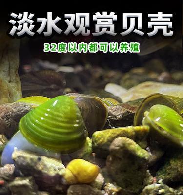 养清道夫鱼缸还是脏该如何清洁？维护的技巧有哪些？