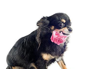 吉娃娃呼吸不畅如何处理？哪种药物治疗效果最好？