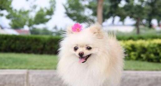 博美犬拉肚子吐了怎么办？有哪些家庭疗法？