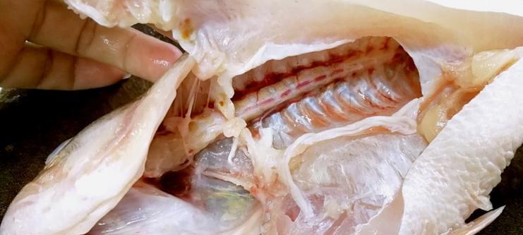鱼鳞发黑问题如何解决？哪种治疗药物效果最佳？