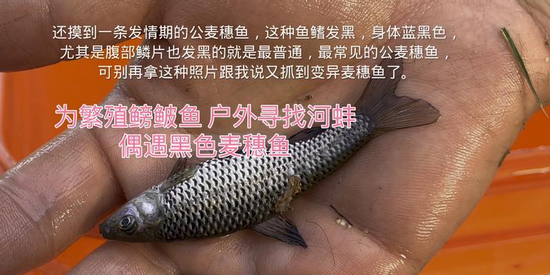 鱼鳞发黑问题如何解决？哪种治疗药物效果最佳？