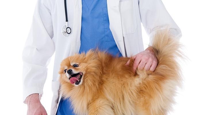 博美犬腹泻呕吐如何处理？哪种药物最有效？