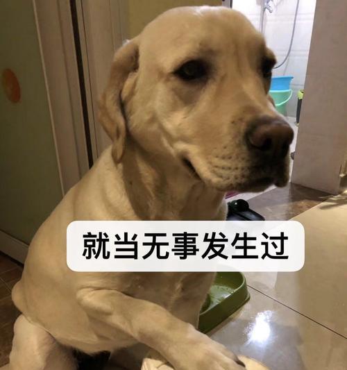 两个月的拉布拉多总是乱咬怎么办呀啊？有效训练技巧是什么？