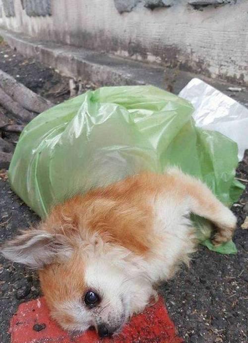 吉娃娃呼吸不畅是什么原因？缓解症状的方法是什么？