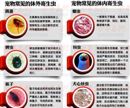 宠物寄生虫传给人怎么预防和处理？