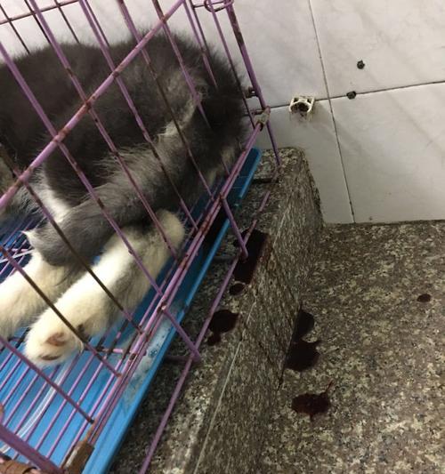 狗狗拉血是什么原因？如何处理？
