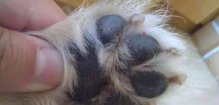 狗舔脚气伤口的原因是什么？如何处理？