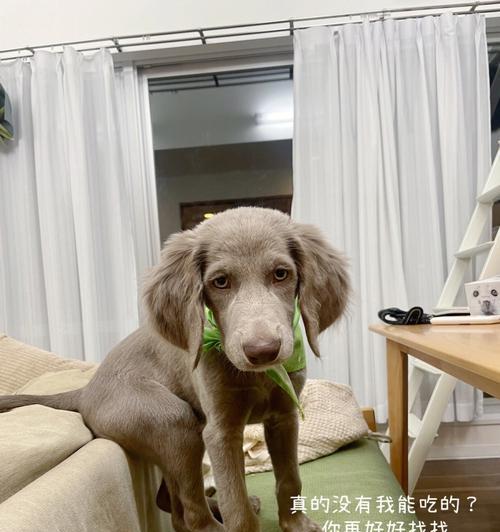 狗为什么突然上桌子？行为背后的原因是什么？