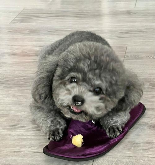 狗为什么喜欢睡拖鞋？这个行为背后的原因是什么？