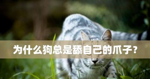 狗为什么要一直舔人？这是什么行为的信号吗？
