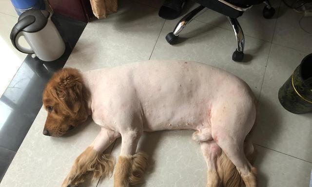 狗胃液是什么样子的？如何观察和理解它的特性？