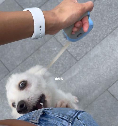 狗狗洗澡后如何快速弄干？最佳干发方法是什么？