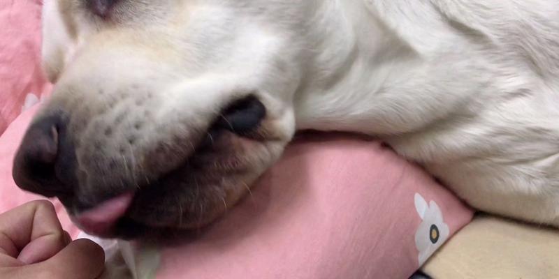 狗狗牙齿蛀牙了怎么办？预防和治疗的方法有哪些？