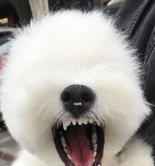 狗狗牙齿蛀牙了怎么办？预防和治疗的方法有哪些？