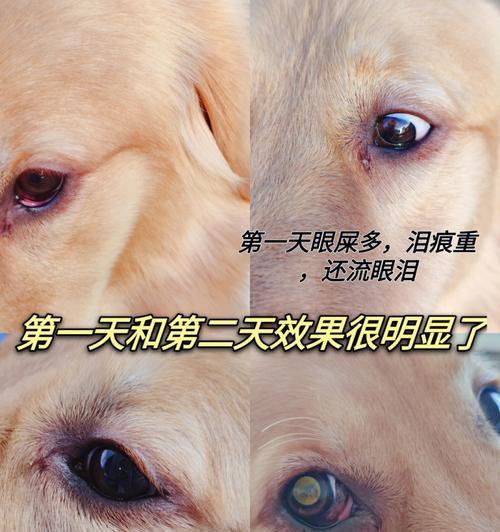 狗眼屎增多是什么原因？如何解决？