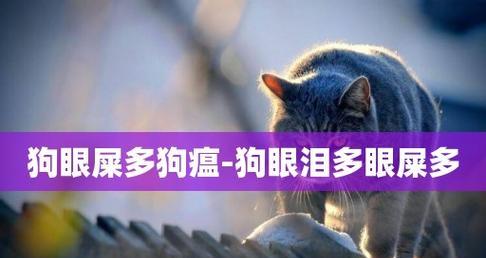 狗眼屎增多是什么原因？如何解决？