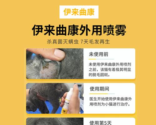 狗用真菌感染应该吃什么药？如何选择合适的治疗方案？