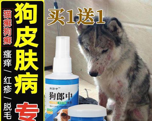 狗用真菌感染应该吃什么药？如何选择合适的治疗方案？