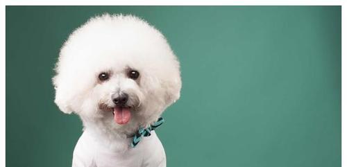 狗狗指间囊肿快速消肿的方法是什么？