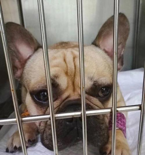狗中暑皮肤会有哪些变化？如何预防和处理？