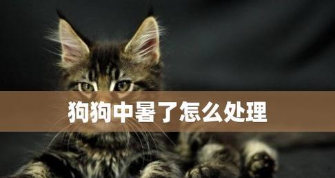 狗中暑皮肤会有哪些变化？如何预防和处理？