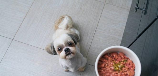 狗子只吃鸡蛋拌狗粮怎么办？如何调整饮食习惯？