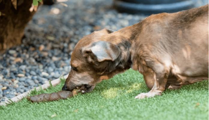 狗粑粑是什么样子的？如何识别不同犬种的排泄物特征？