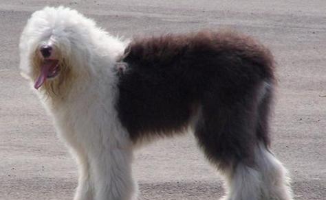 古牧犬怎么养吃什么？喂食古牧犬的正确方法是什么？