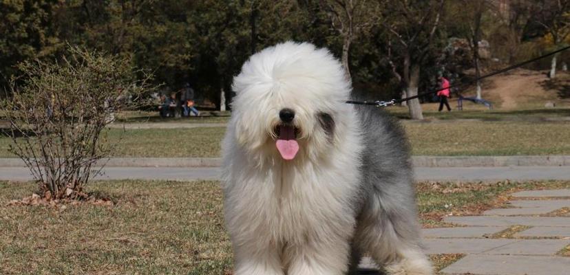 古牧犬怎么养吃什么？喂食古牧犬的正确方法是什么？