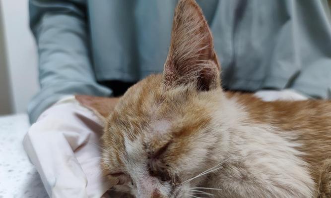 骨折的猫咪图片大全？如何识别和处理猫咪骨折？