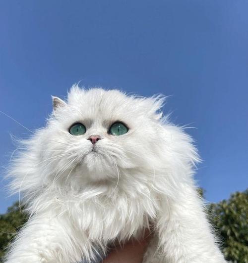 关于猫咪的感人故事有哪些？如何通过故事了解猫咪的情感世界？
