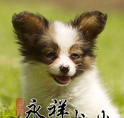 广州大众狗场怎么样？购买宠物狗需要注意什么？