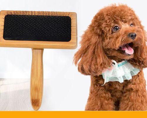 贵宾犬孕期护理方法有哪些？需要注意哪些常见问题？