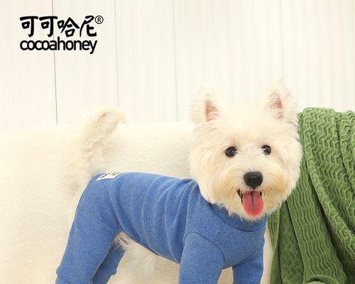 贵宾犬孕期护理方法有哪些？需要注意哪些常见问题？