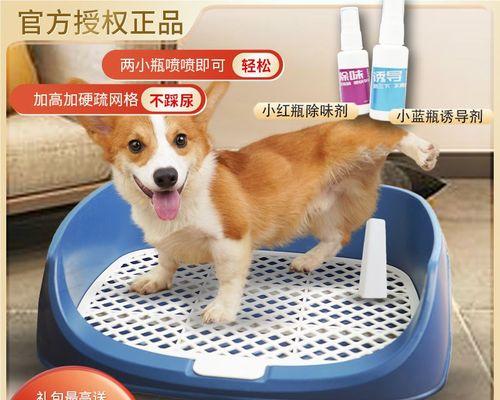贵宾犬孕期护理方法有哪些？需要注意哪些常见问题？