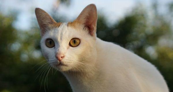 猫咪能吃鸡蛋吗？吃鸡蛋对猫咪有什么好处和风险？