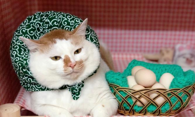 猫咪能吃鸡蛋吗？吃鸡蛋对猫咪有什么好处和风险？