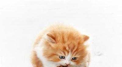 猫咪能吃鸡蛋吗？吃鸡蛋对猫咪有什么好处和风险？